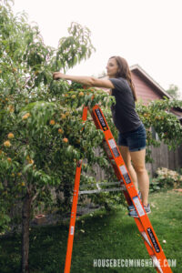 Picking Peaches with 8 ft Louisville Ladder
